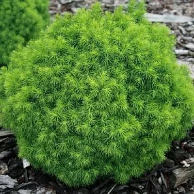 Ель АЛЬБЕРТА ГЛОБ сизая  Ель АЛЬБЕРТА ГЛОБ сизая в Орле