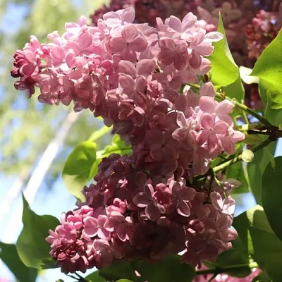 Сирень МЕДОВЫЙ СПАС  Сирень МЕДОВЫЙ СПАС в Орле