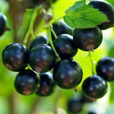 Смородина чёрная ВЕЛОЙ (ЛЕНИНГРАДСКАЯ СЛАДКАЯ) в Орле