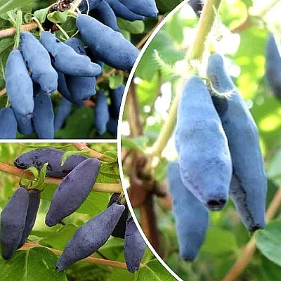 Комплект СЛАДКИЕ ХИТЫ в Орле