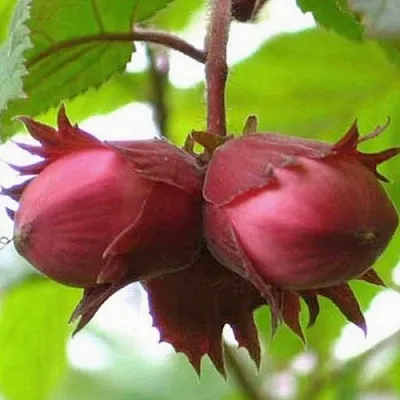 Фундук АЙВЕНГО  Фундук АЙВЕНГО в Орле