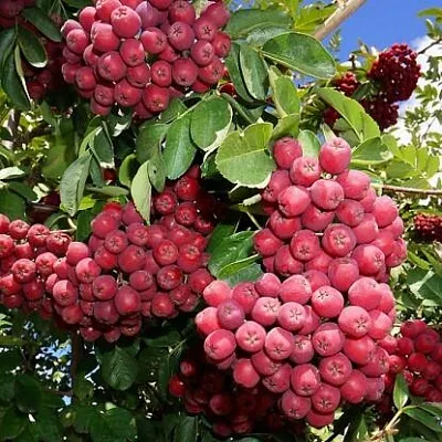 Рябина ГРАНАТНАЯ сладкоплодная  Рябина ГРАНАТНАЯ сладкоплодная в Орле