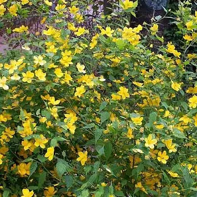 Керрия японская ГОЛДЕН ГИНЕЯ  Керрия японская ГОЛДЕН ГИНЕЯ в Орле