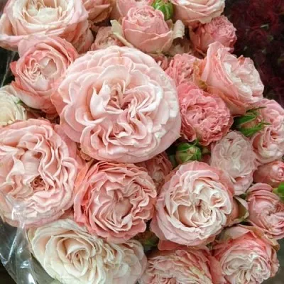 Саженцы роз МАДАМ БОМБАСТИК спрей  Саженцы роз МАДАМ БОМБАСТИК спрей в Орле