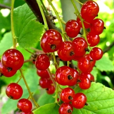 Смородина красная КОРАЛЛОВАЯ  Смородина красная КОРАЛЛОВАЯ в Орле