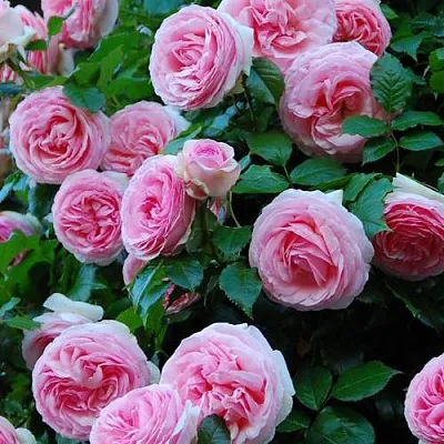 Саженцы роз ПЬЕР ДЕ РОНСАР плетистая  Саженцы роз ПЬЕР ДЕ РОНСАР плетистая в Орле