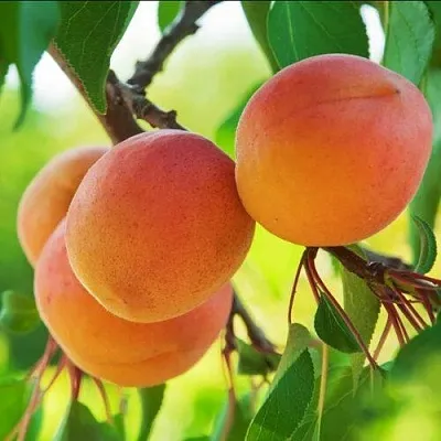 Абрикос ДЕБЮТ в Орле