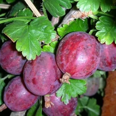 Крыжовник КОЛОБОК  Крыжовник КОЛОБОК в Орле