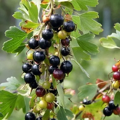 Смородина золотистая ПЛОТНОМЯСАЯ  Смородина золотистая ПЛОТНОМЯСАЯ в Орле