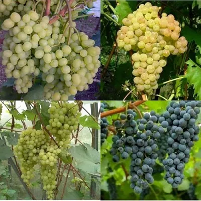 Комплект ВИНОГРАДНАЯ РАДУГА в Орле