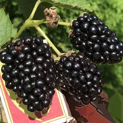 саженцы ежевики саженцы ежевики