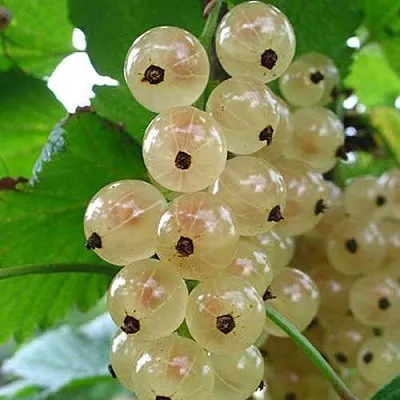 Смородина белая ЮТЕРБОРГСКАЯ  Смородина белая ЮТЕРБОРГСКАЯ в Орле