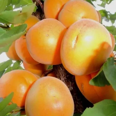 Абрикос ДЕСЕРТНЫЙ — описание сорта Абрикос ДЕСЕРТНЫЙ в Орле