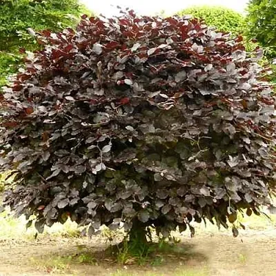 Бук лесной АТРОПУНИЦЕА  Бук лесной АТРОПУНИЦЕА в Орле