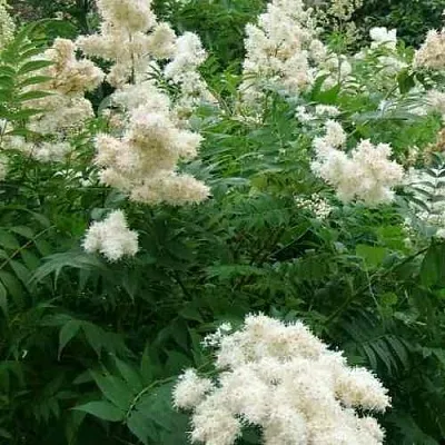 Рябинник рябинолистный  Рябинник рябинолистный в Орле