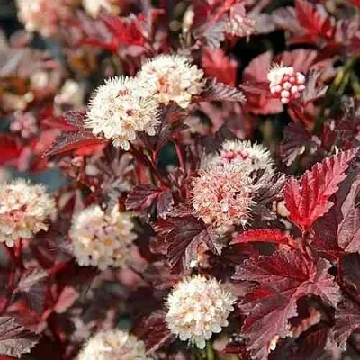 Пузыреплодник ЛЕДИ ИН РЕД  Пузыреплодник ЛЕДИ ИН РЕД в Орле