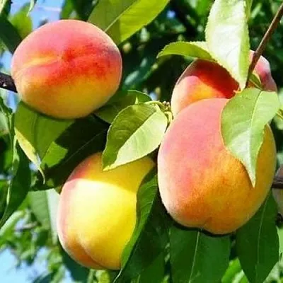 Персик ПАМЯТЬ ЛОЙКО  Персик ПАМЯТЬ ЛОЙКО в Орле