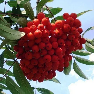 Рябина САХАРНАЯ ПЕТРОВА сладкоплодная  Рябина САХАРНАЯ ПЕТРОВА сладкоплодная в Орле