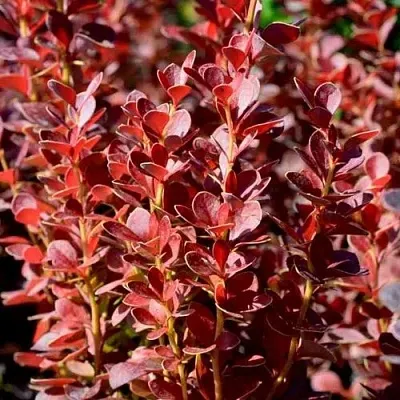 Барбарис ВУЛКАНО тунберга  Барбарис ВУЛКАНО тунберга в Орле