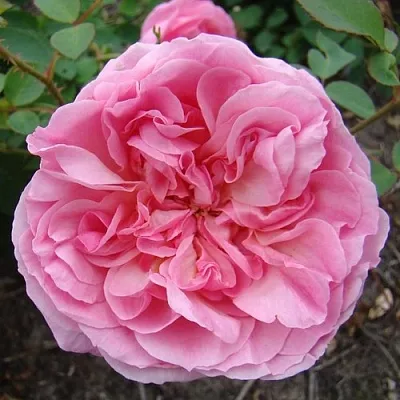 Саженцы роз ХАЙДИ ХОЛЛ английская  Саженцы роз ХАЙДИ ХОЛЛ английская в Орле