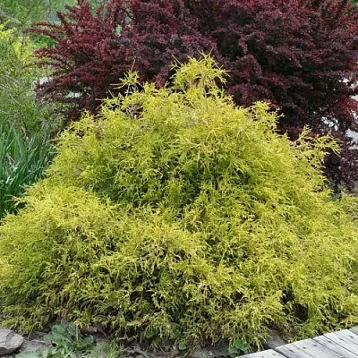 Кипарисовик ГОЛДЕН МОП горохоплодный  Кипарисовик ГОЛДЕН МОП горохоплодный в Орле