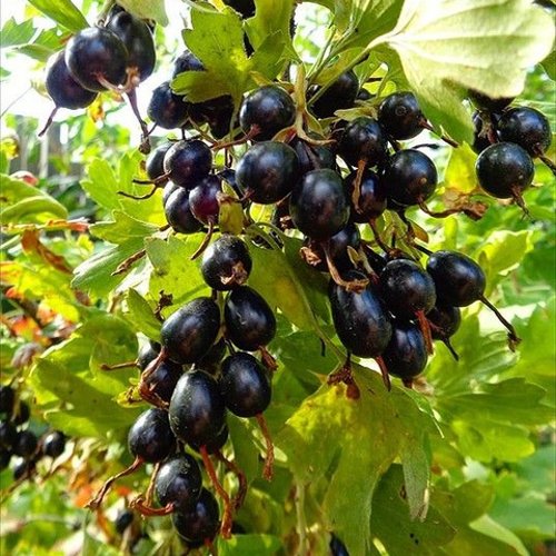 Смородина золотистая ОВАЛЬНАЯ в Орле