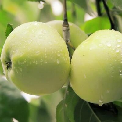 Саженцы яблони оптом в Орле