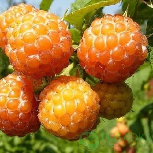 Малина КУМБЕРЛЕНД желтая в Орле