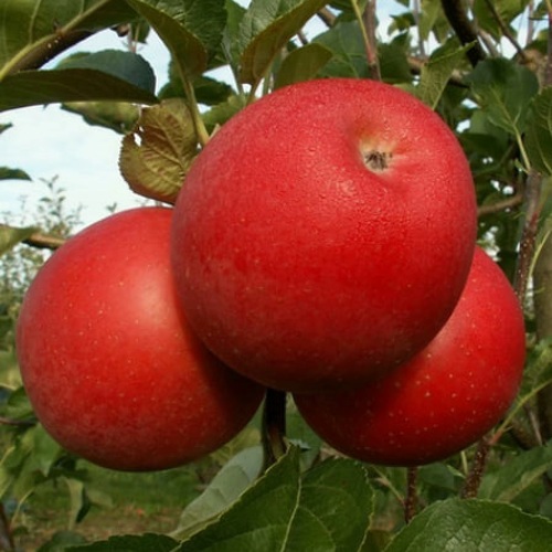 Яблоня БОГЕМИЯ в Орле