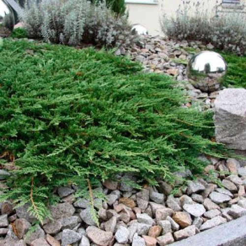 Можжевельник ПРИНЦ ОФ УЭЛЬС горизонтальный в Орле