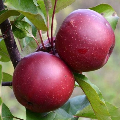 Яблоня красномясая в Орле