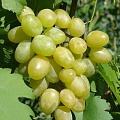 Виноград в Орле