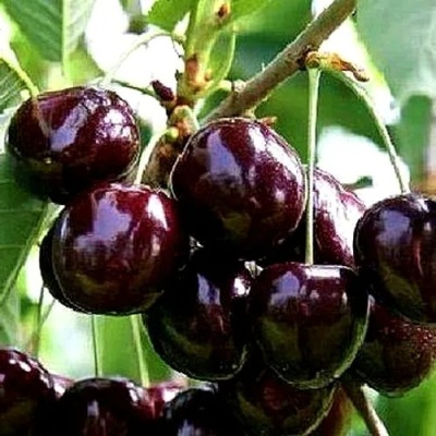 Черешня ДОНЕЦКИЙ УГОЛЁК в Орле