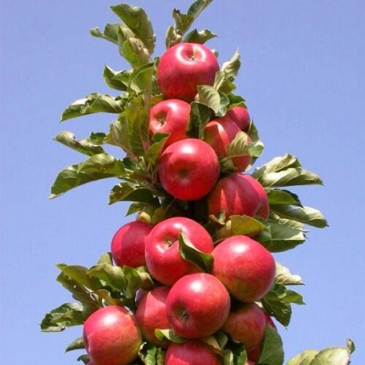 Яблоня СОЗВЕЗДИЕ колонновидная в Орле