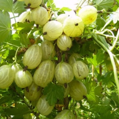 Крыжовник ИНВИКТА в Орле