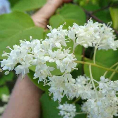 Сирень АМУРСКАЯ в Орле