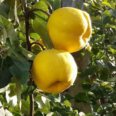 Айва МАРИЯ в Орле