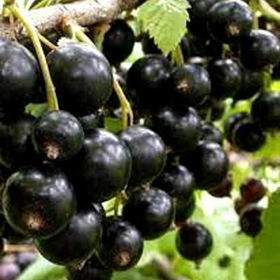 Смородина черная ОРЛОВСКИЙ ВАЛЬС в Орле