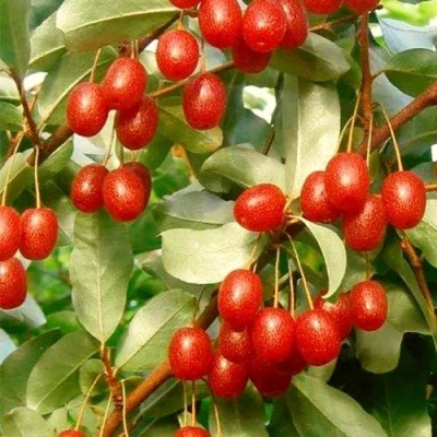 ГУМИ (ЛОХ МНОГОЦВЕТКОВЫЙ) в Орле