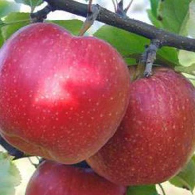 Яблоня АПОРТ в Орле