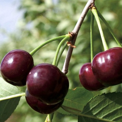 Дюк КСЕНИЯ (ЧЕРЕВИШНЯ) в Орле