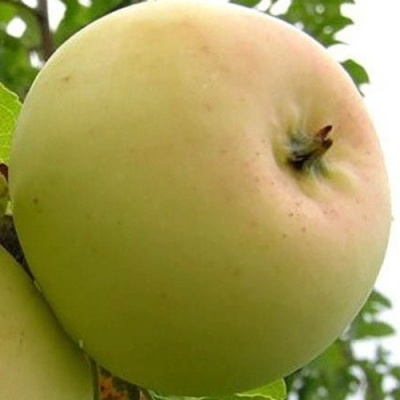 Яблоня БАНАНОВОЕ в Орле