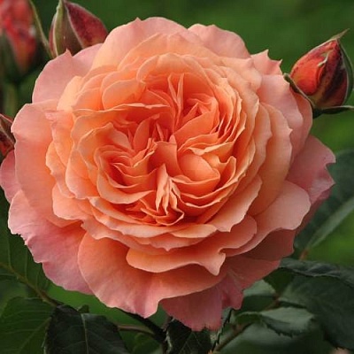 Роза шраб в Орле