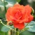 Роза АНЖЕЛИКА чайно-гибридная  в Орле