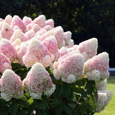 Бело-розовая в Орле