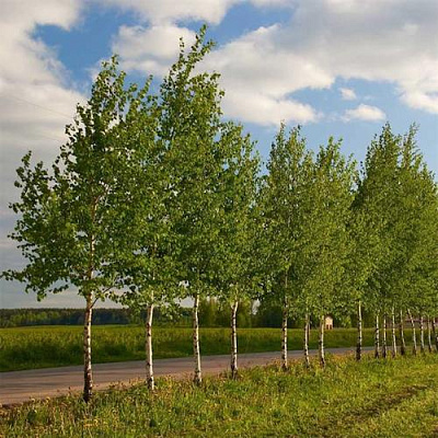 Береза обыкновенная в Орле