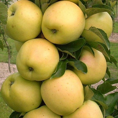 Яблоня колонновидная в Орле