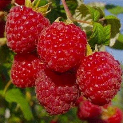 Ранняя в Орле