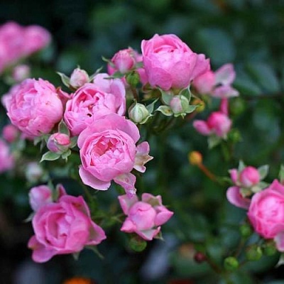 Роза полиантовая в Орле