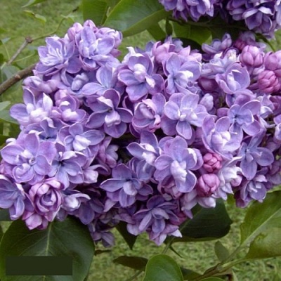 Сирень АМИ ШОТТ в Орле